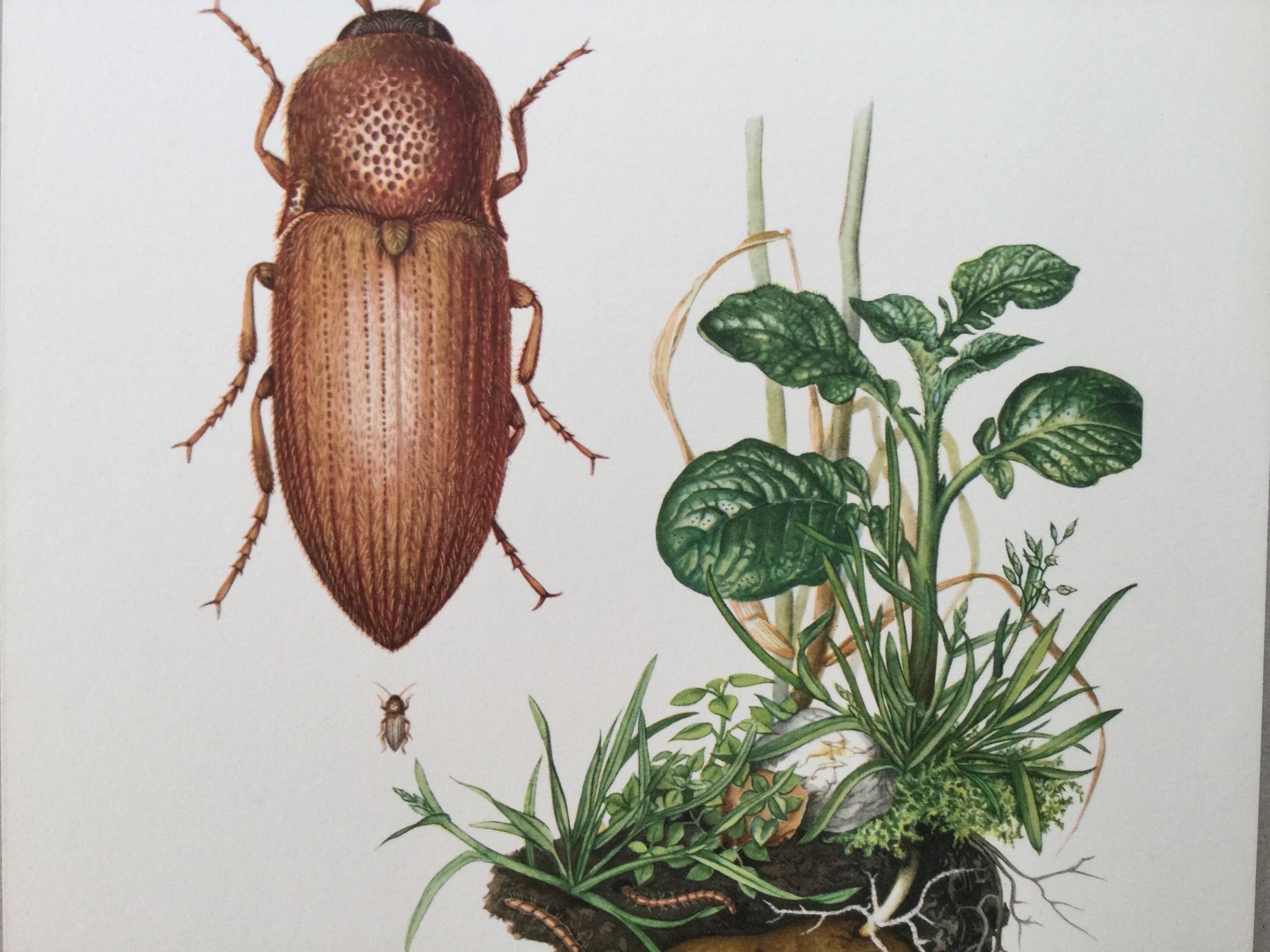 Vintage insect print, Original plate 1969.