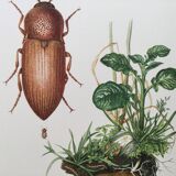 Vintage insect print, Original plate 1969.