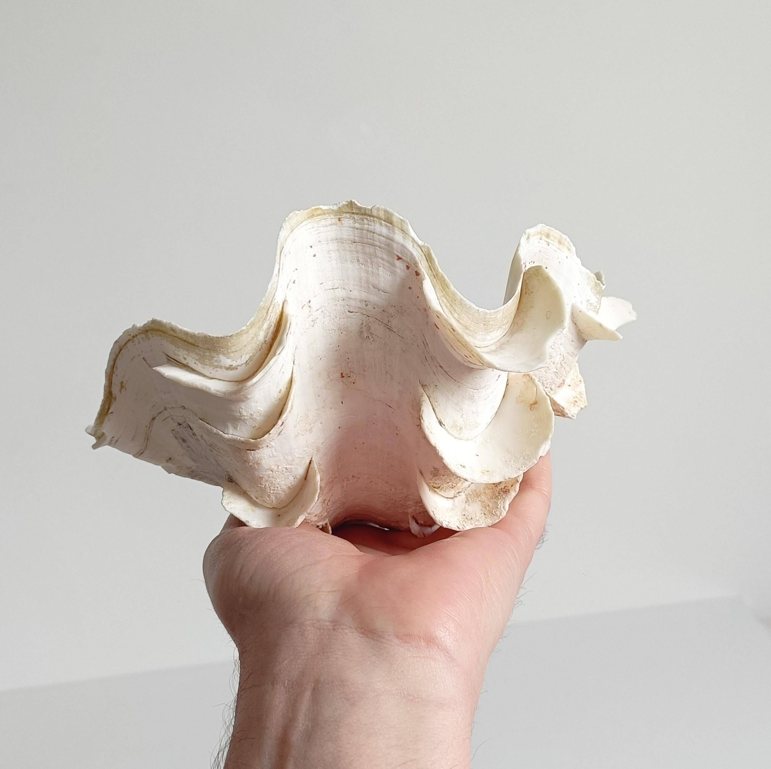 Stunning South Pacific Clam Shell – Sculptural Organic Modern Object