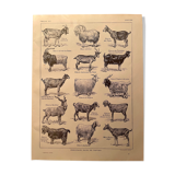 Lithographie sur les chèvres de 1921