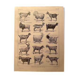 Lithograph on goats from 1921