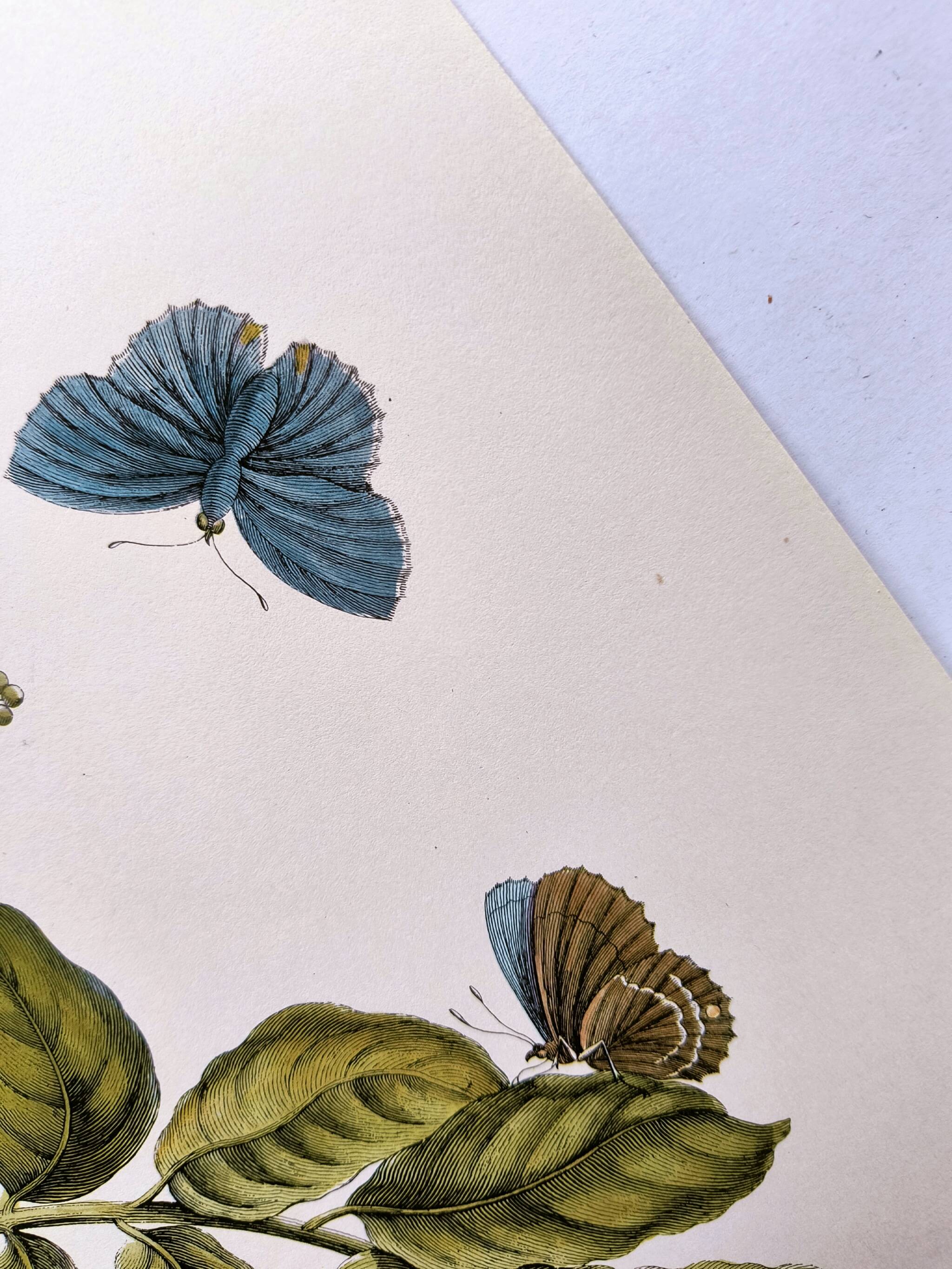 Vintage illustration - Plant with golden fruits by Merian. Antique plate