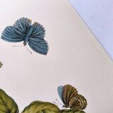 Vintage illustration - Plant with golden fruits by Merian. Antique plate