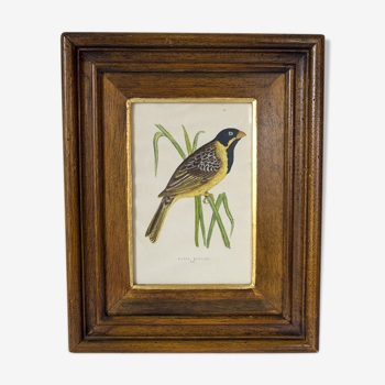 Bird framed