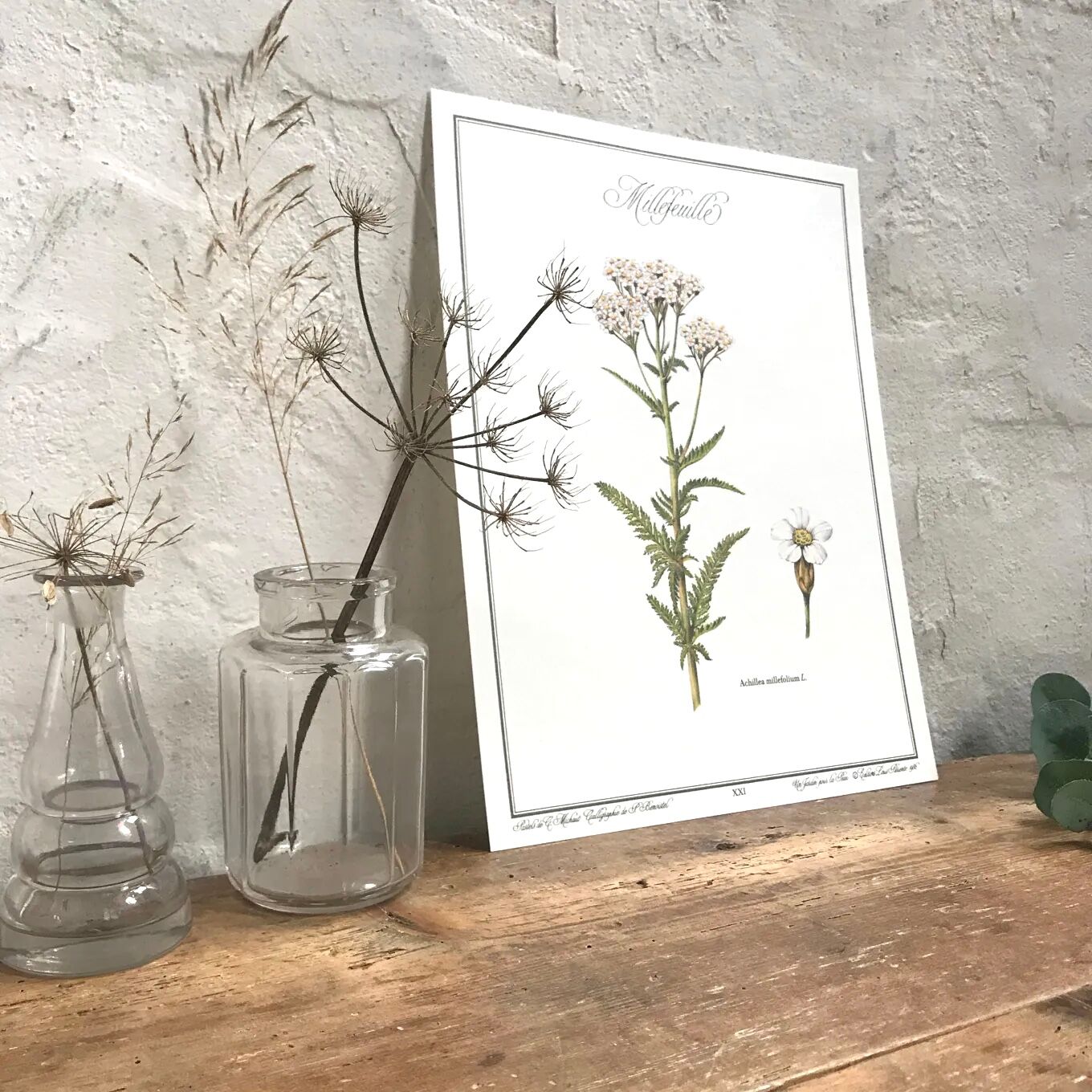 Botanical plate the Millefeuille