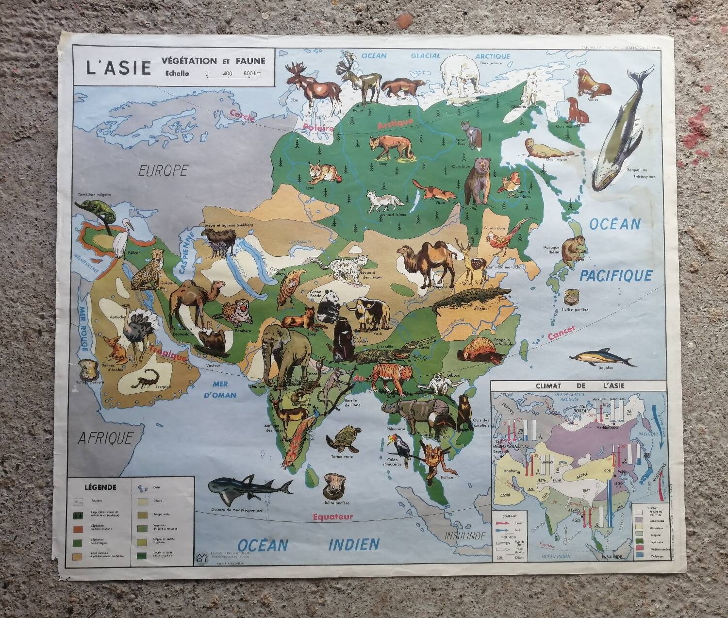 Vintage school map mdi North America-Asia Wildlife