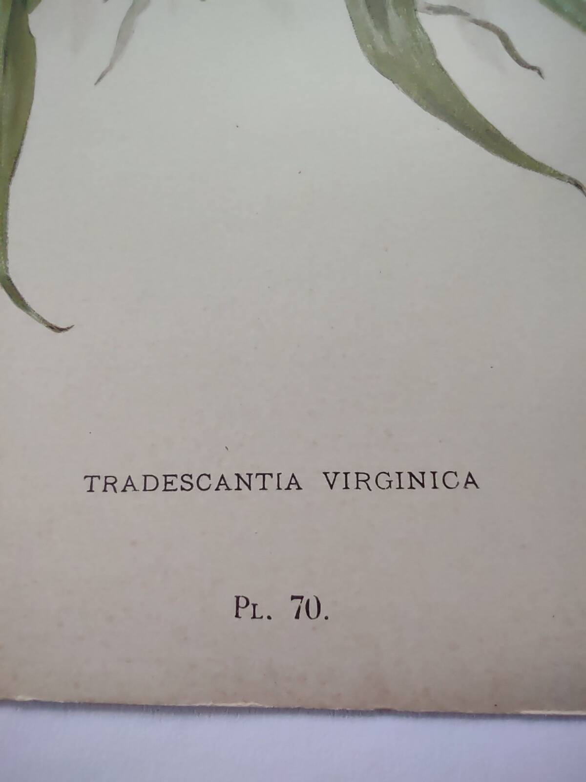 Antique plate from 1897 - Tradescantia Virginica - Original illustration