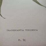 Antique plate from 1897 - Tradescantia Virginica - Original illustration
