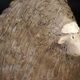 Chantal Ferroussier enamelled ceramic sheep signed early 21st century