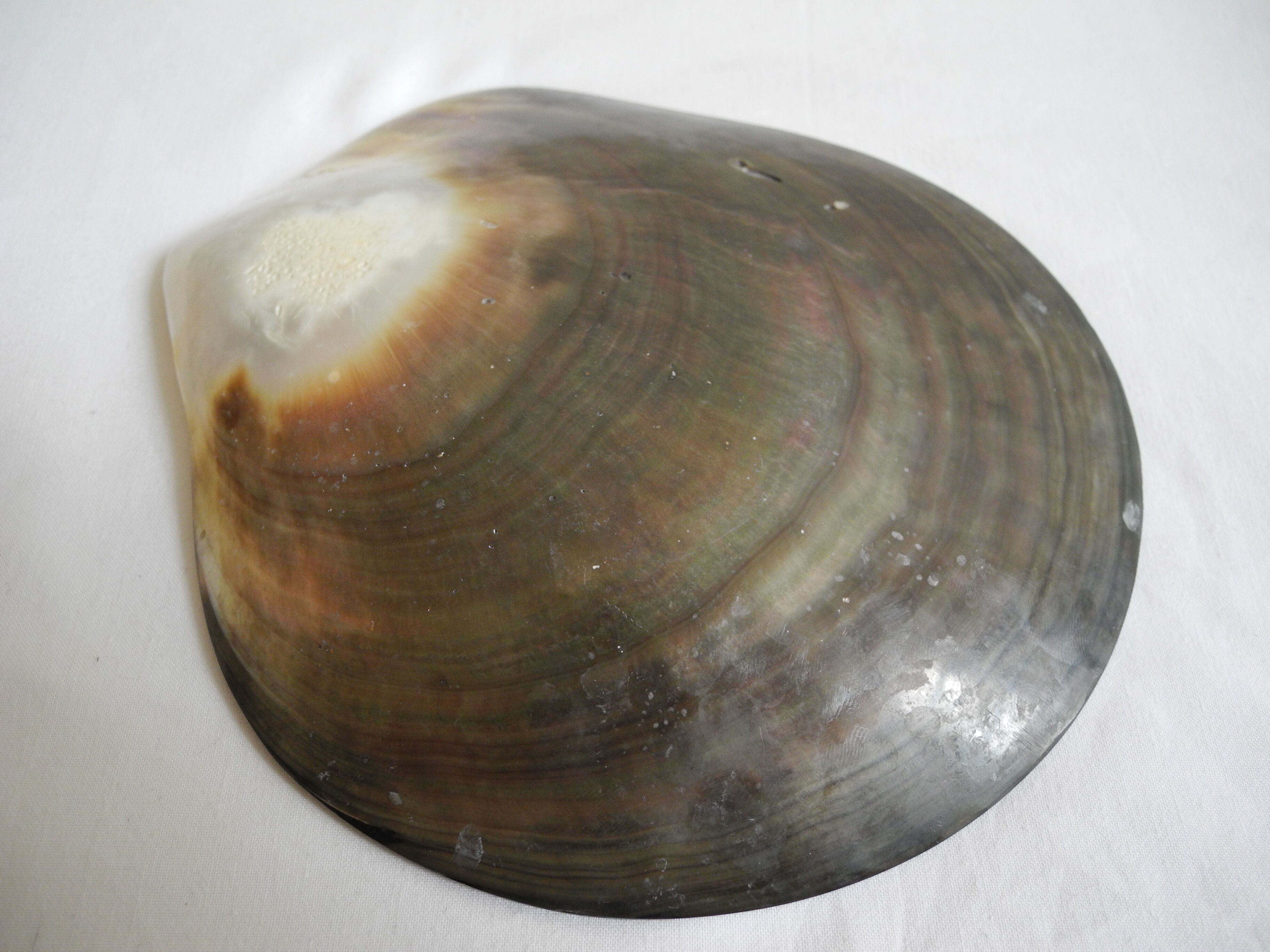 Empty pockets shell mother-of-pearl vintage glove box