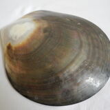 Empty pockets shell mother-of-pearl vintage glove box
