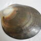 Empty pockets shell mother-of-pearl vintage glove box