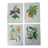 Set of 4 botanical posters