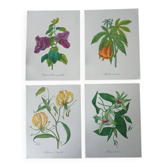 Set of 4 botanical posters