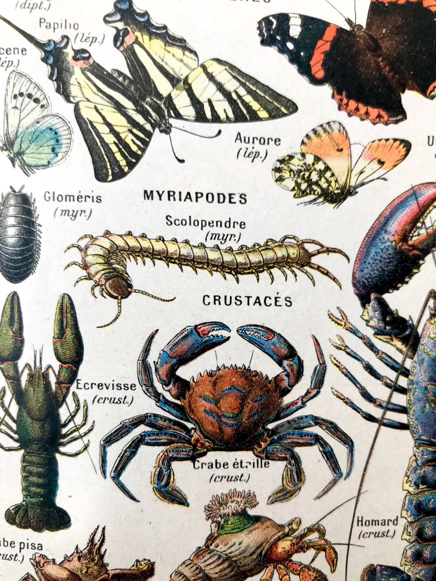Ancient Arthropod board