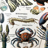 Ancient Arthropod board