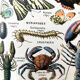 Ancient Arthropod board