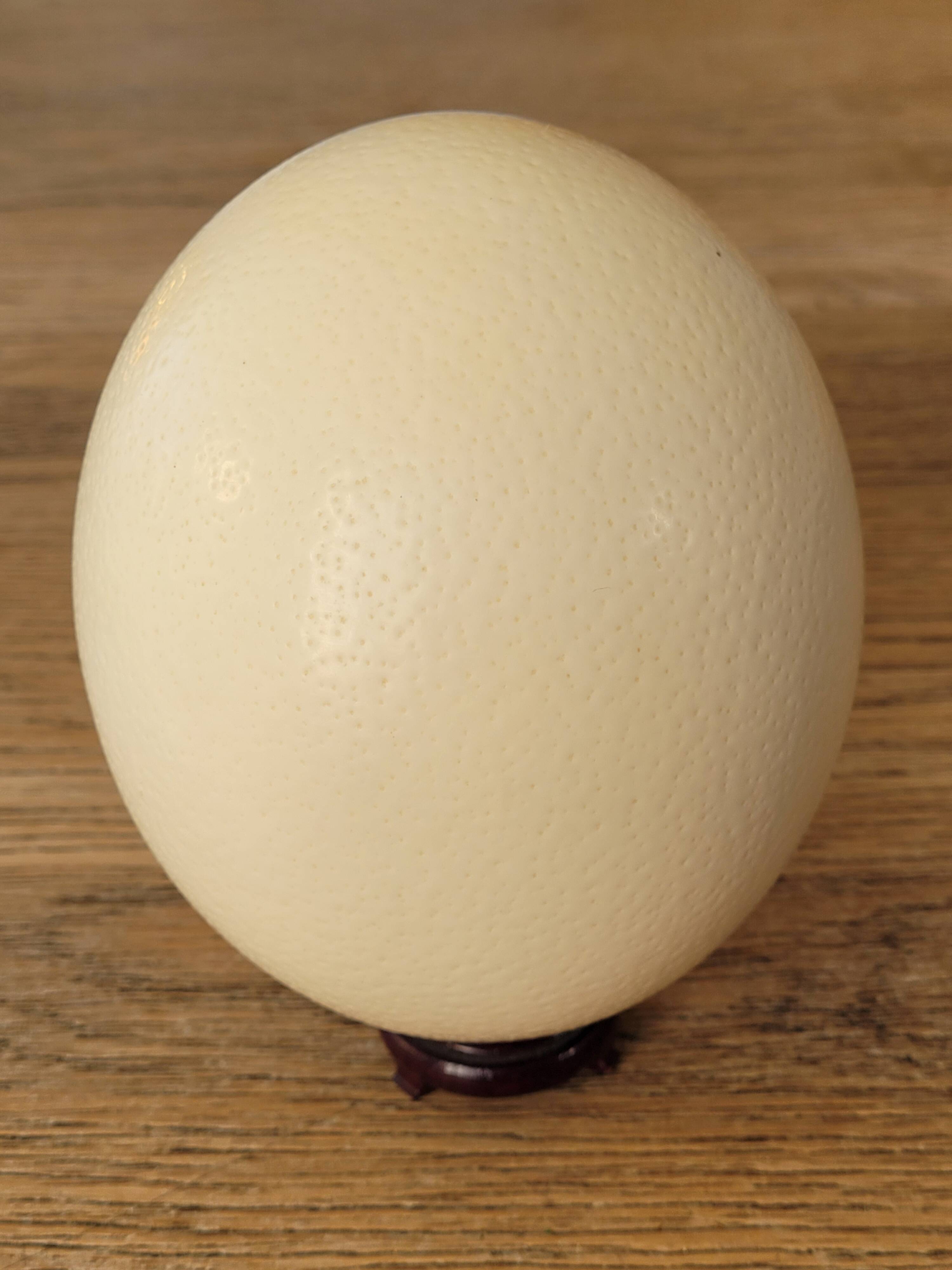 Large emptied Ostrich Egg.