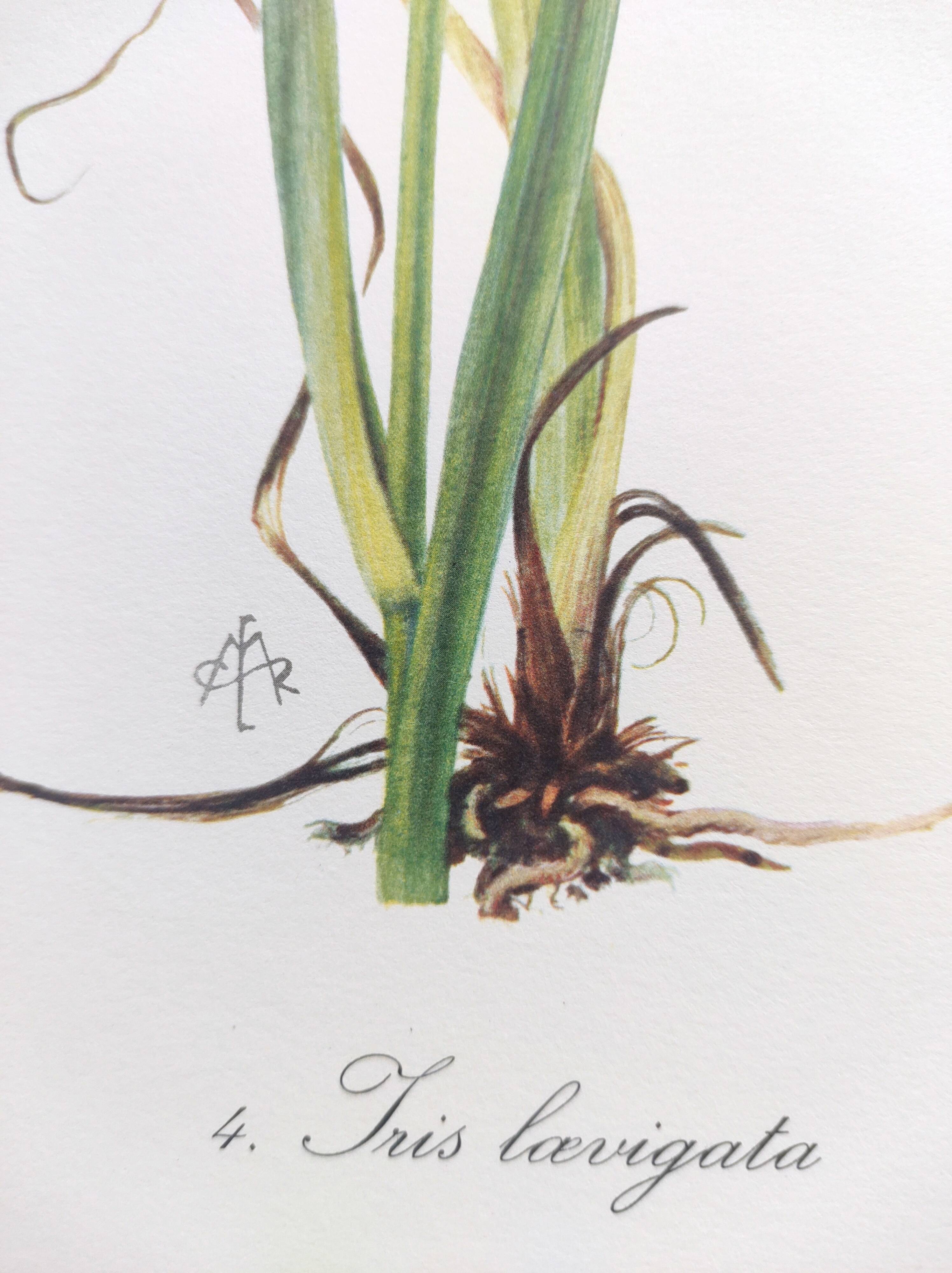 Planche Florale de 1978 - Iris - Aquarelle botanique de M.Rollinat