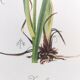 Planche Florale de 1978 - Iris - Aquarelle botanique de M.Rollinat