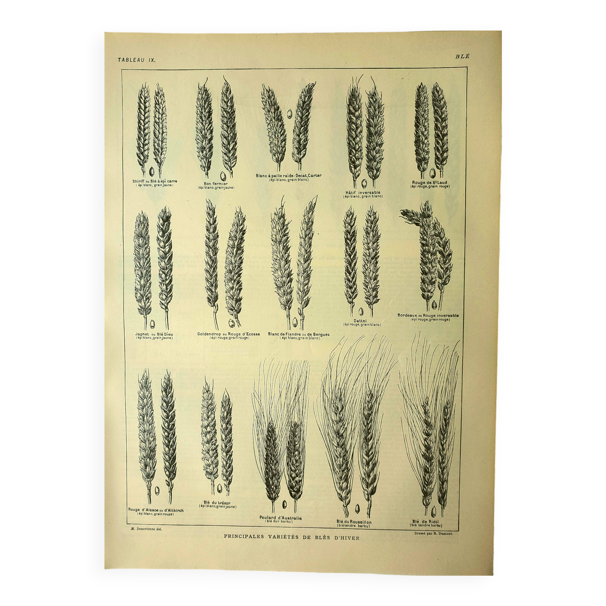 Botanical plate 1921 M. Dessertenne - Wheat 1 - Vintage cereal engraving
