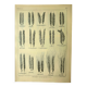 Botanical plate 1921 M. Dessertenne - Wheat 1 - Vintage cereal engraving