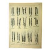 Botanical plate 1921 M. Dessertenne - Wheat 1 - Vintage cereal engraving