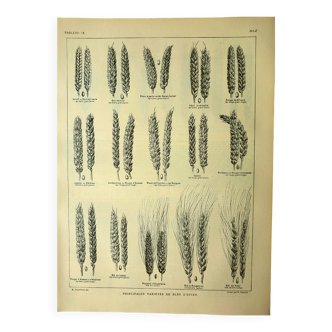 Botanical plate 1921 M. Dessertenne - Wheat 1 - Vintage cereal engraving