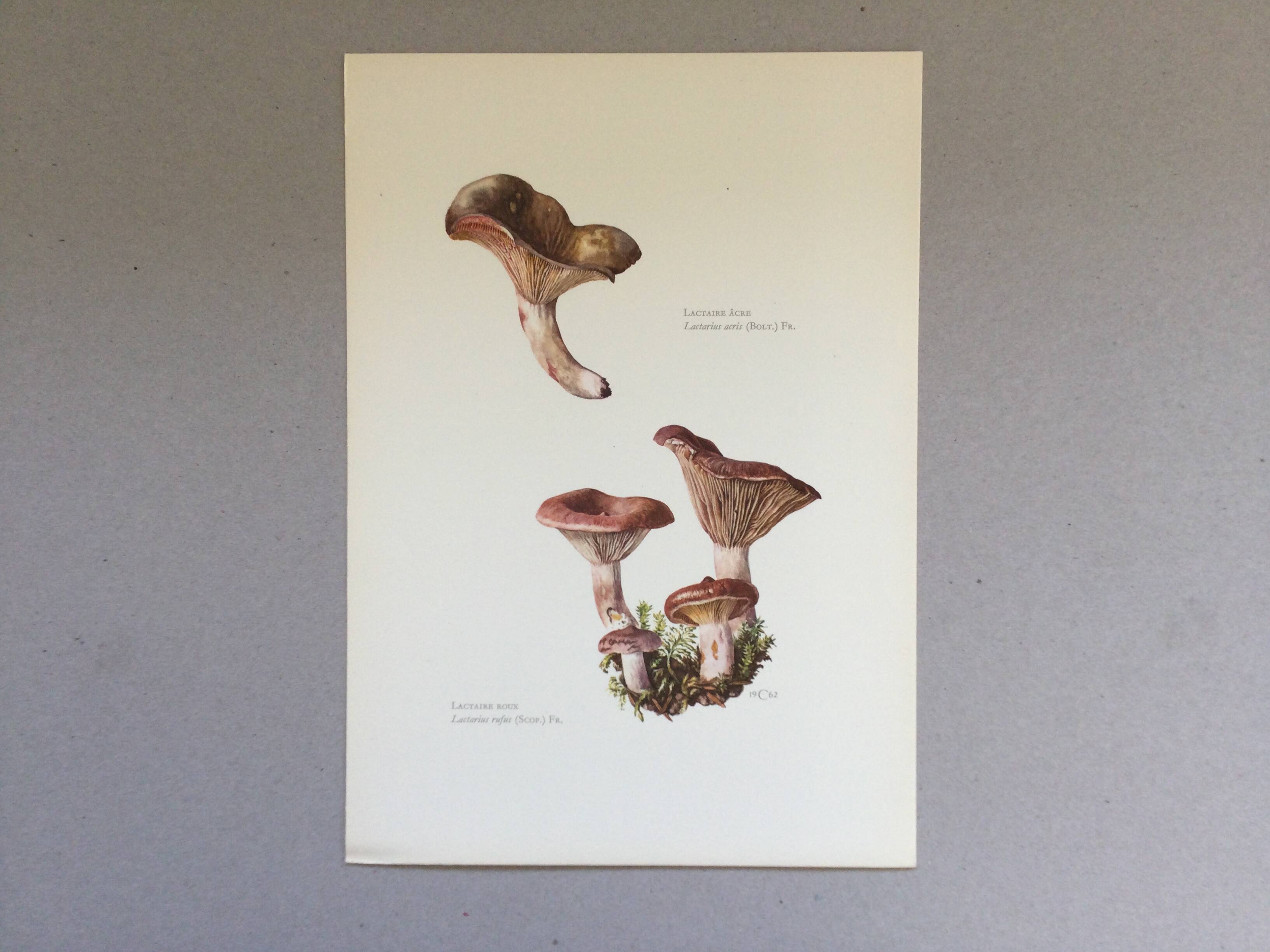 Botanical illustration "mushrooms", 1960s