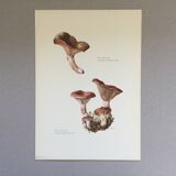 Botanical illustration "mushrooms", 1960s