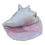 Heavy Marine Shell "Lambi" (Strombus Gigas) - Pink Interior - 1.37 kg