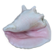 Heavy Marine Shell "Lambi" (Strombus Gigas) - Pink Interior - 1.37 kg