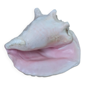 Lourd Coquillage Marin "Lambi" (Strombus Gigas) - Intérieur Rose - 1,37 kg