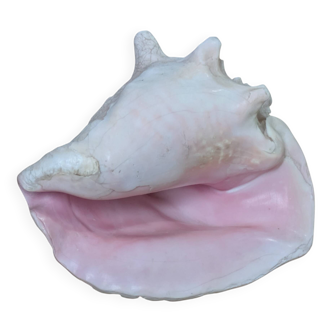 Heavy Marine Shell "Lambi" (Strombus Gigas) - Pink Interior - 1.37 kg