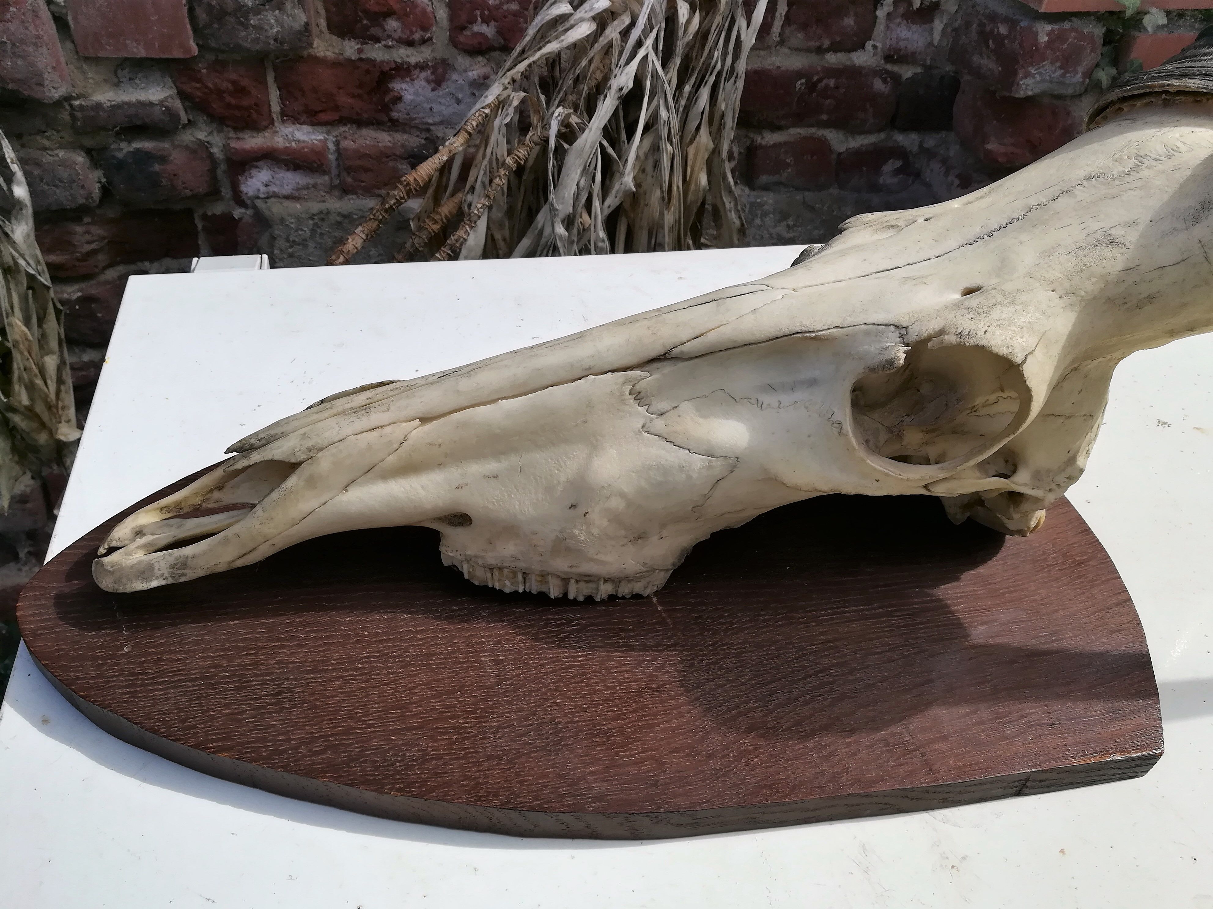 Trophy hunting of antelope