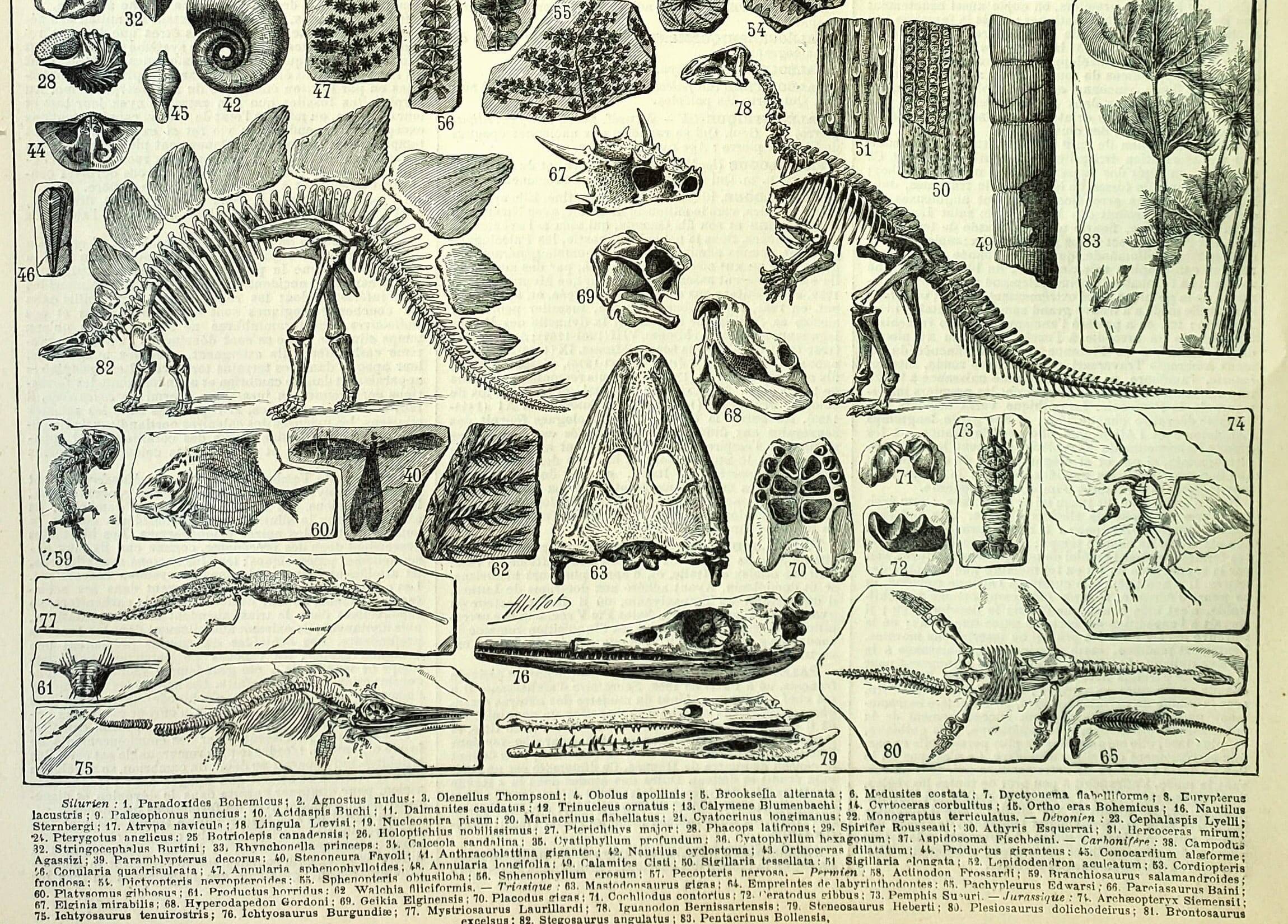 Botanical engraving 1897 A. Millot - Paleontology 1, prehistory