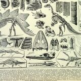 Botanical engraving 1897 A. Millot - Paleontology 1, prehistory