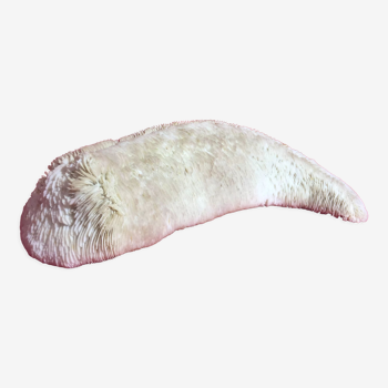 Corail blanc limace