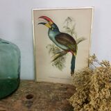 Table Bird illustration - The Toucan - Pteroglossus hypoglaucus