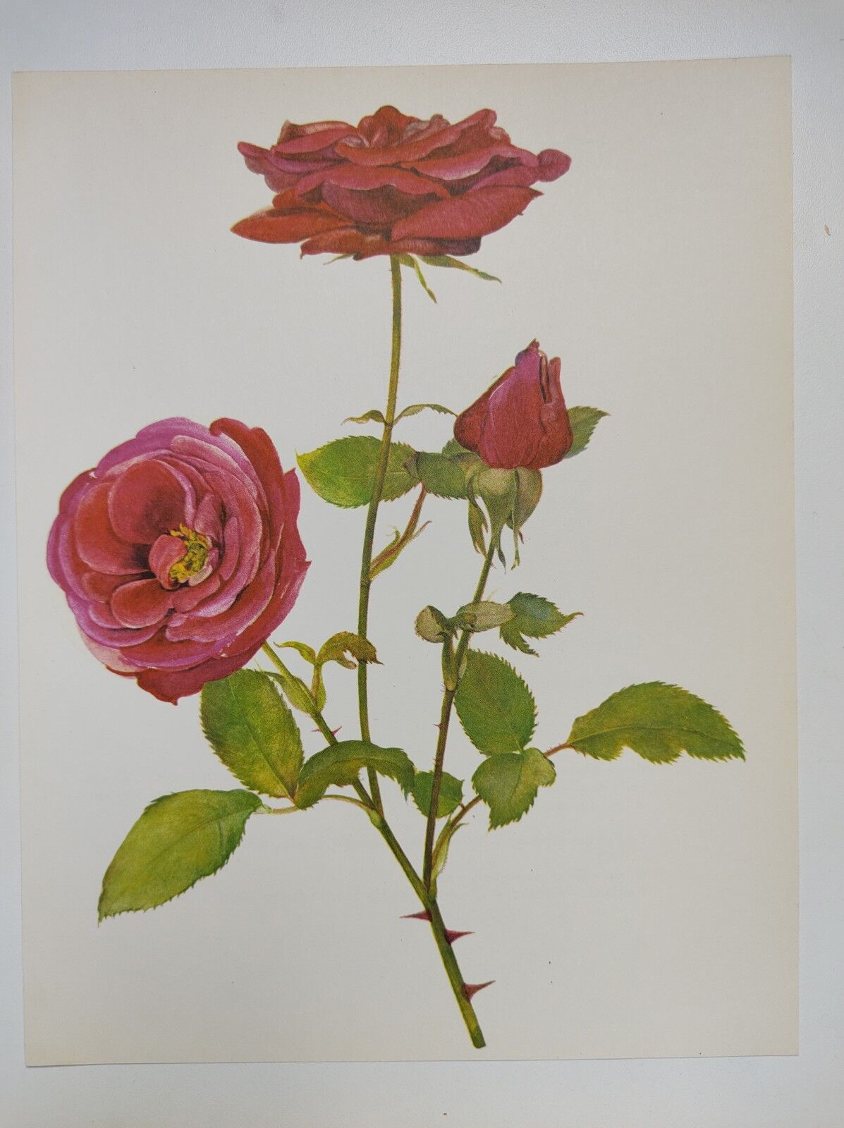 Illustration botanique de rose