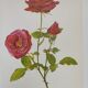 Illustration botanique de rose