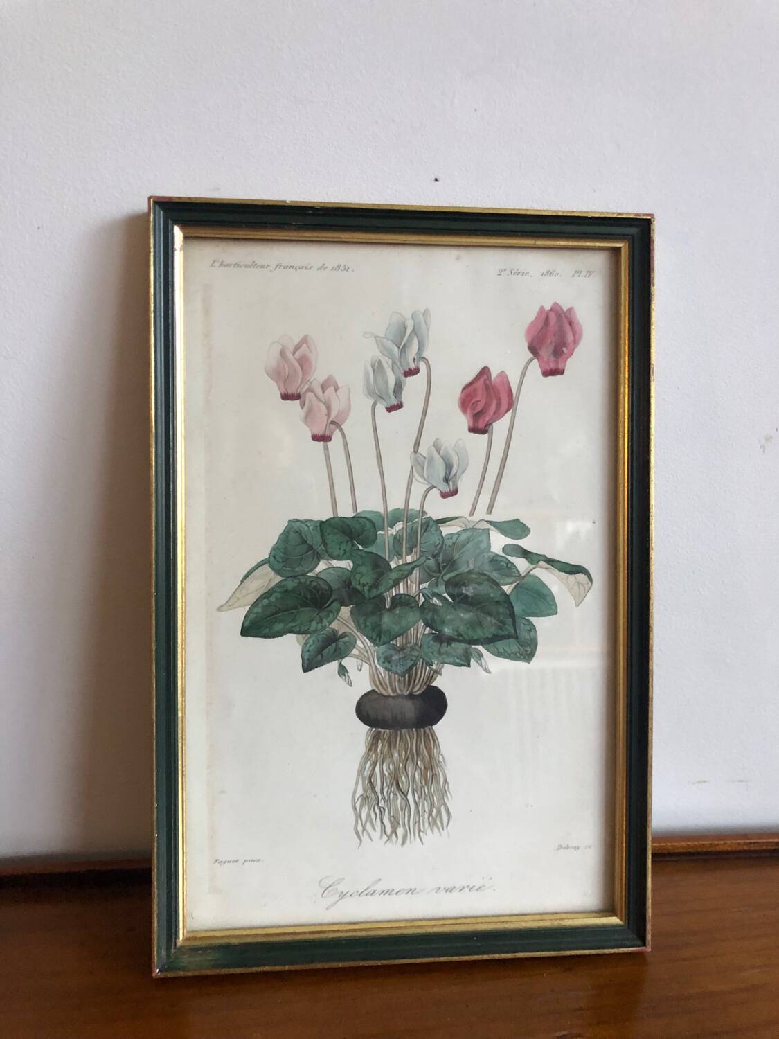 Vintage botanical illustration