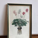Vintage botanical illustration