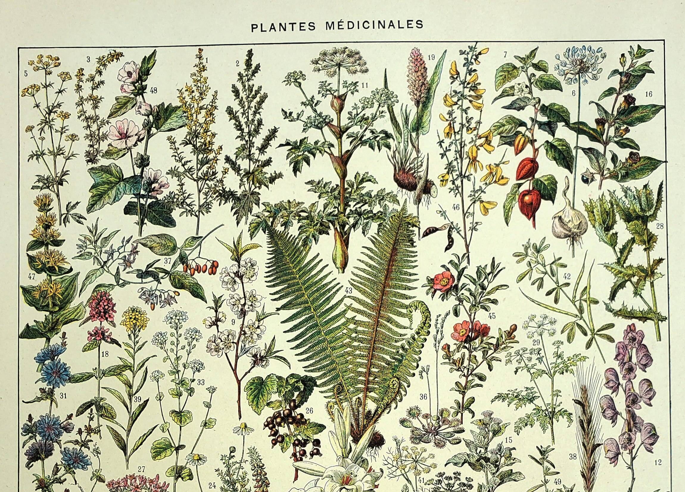 Botanical plate 1928 A. Millot - Medicinal plants 1, herbalism