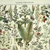 Botanical plate 1928 A. Millot - Medicinal plants 1, herbalism