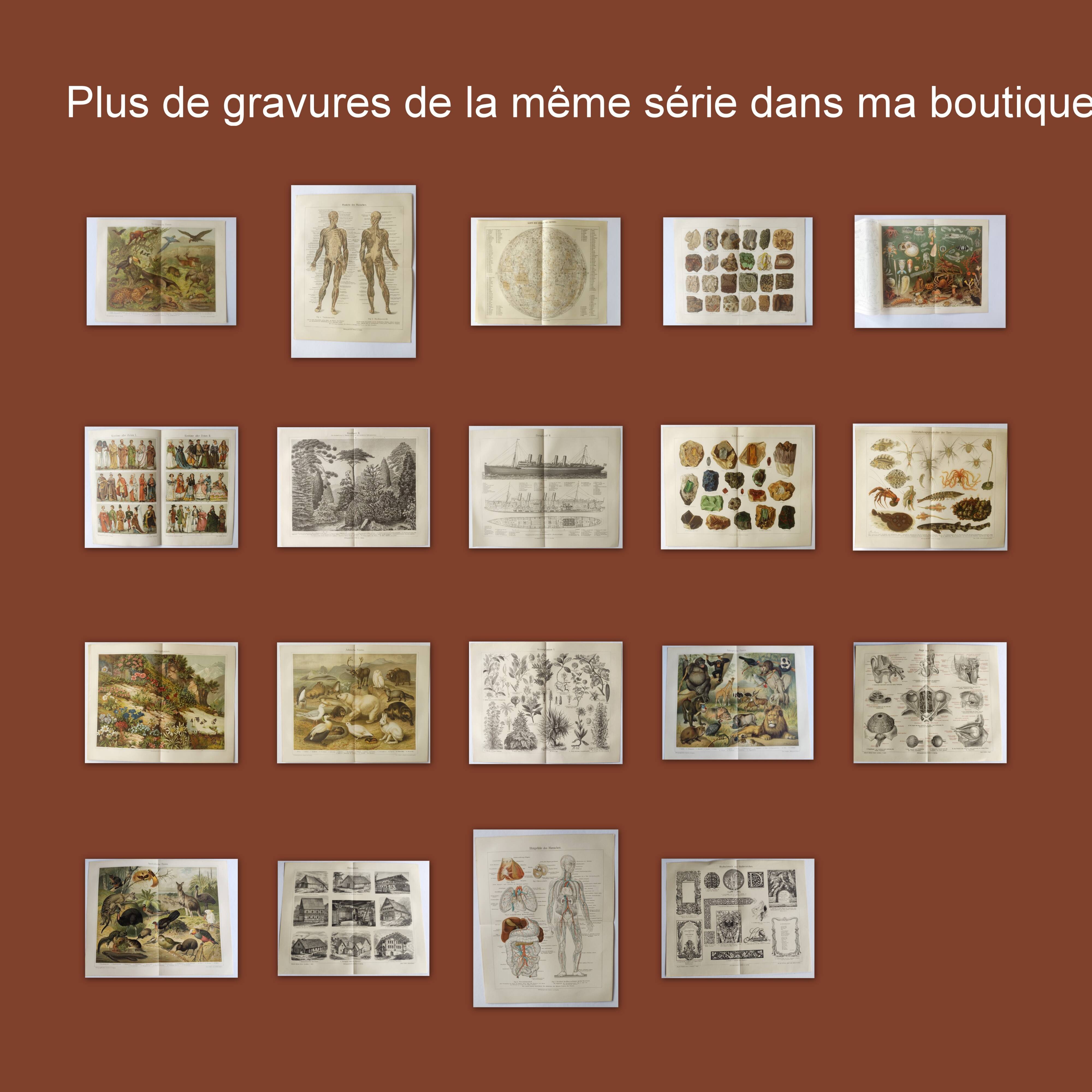 3 Engravings from 1909 - So-called "harmful" insects - Old entomological plates