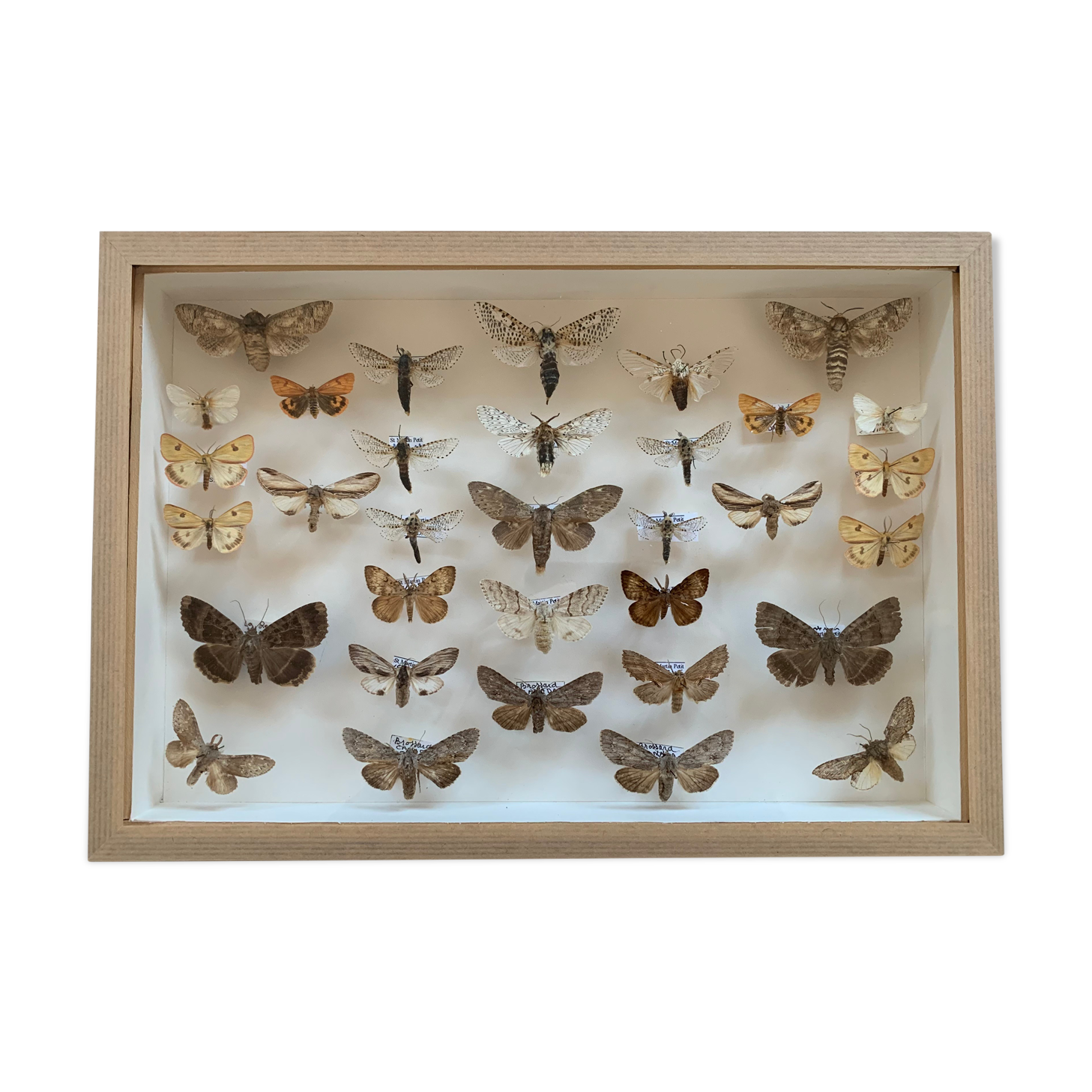 Butterfly frame stuffed under glass
