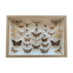 Butterfly frame stuffed under glass