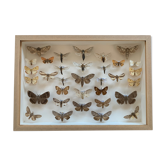 Butterfly frame stuffed under glass