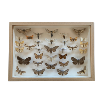 Butterfly frame stuffed under glass